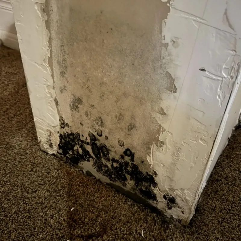 Professional Mold Removal in Calaveras County, CA